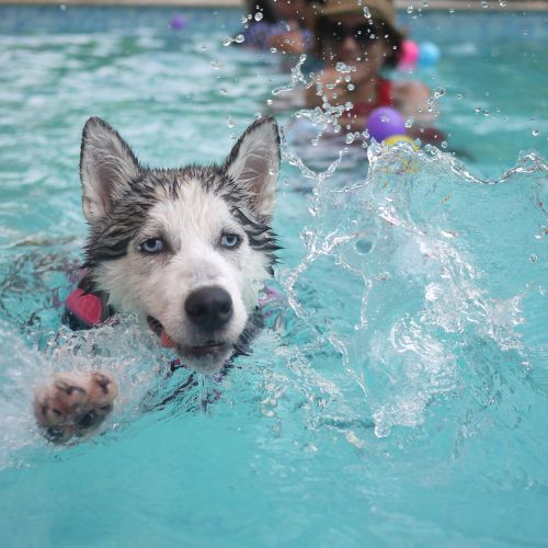 husky swimming in a pool