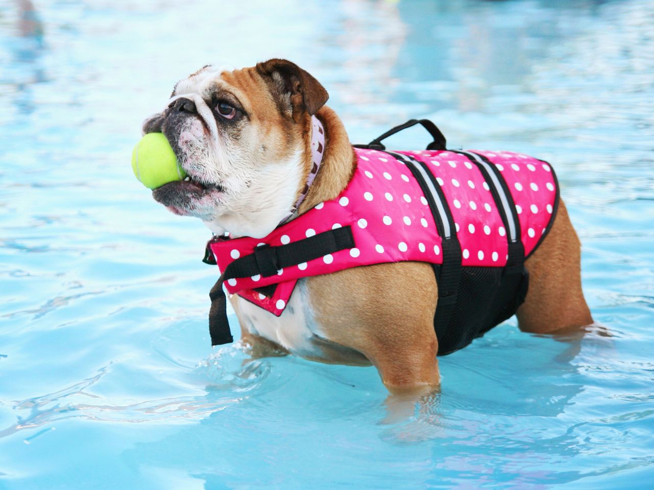 Dog in a swimming pool in a life jacket