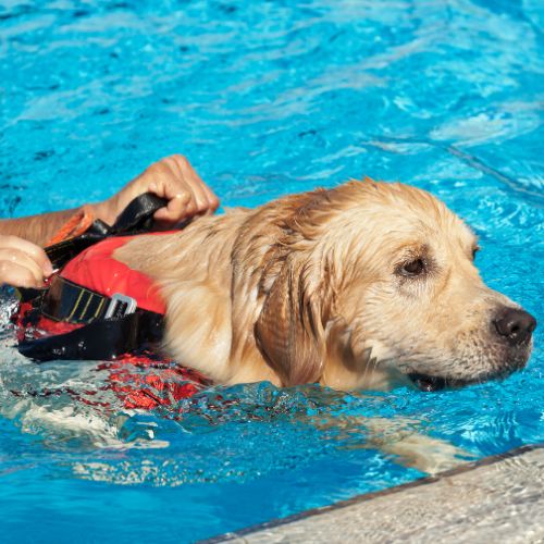 Golden retriever swimming with a life jacket on