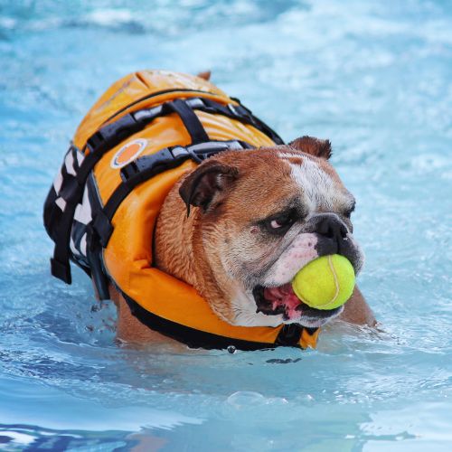 Bulldog in a life jacket in a swimming pool