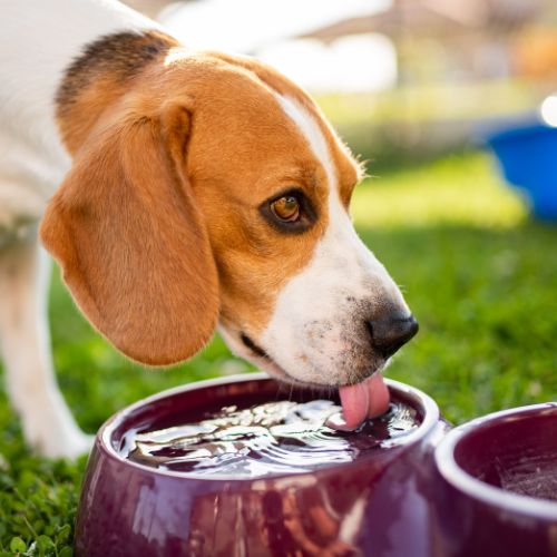 Dog drinking water